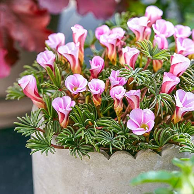 Oxalis versicolor blume samen for anpflanzung low maintenance heirloom & gmo free samen for home garten 
 
 sale samen for home garten anpflanzung