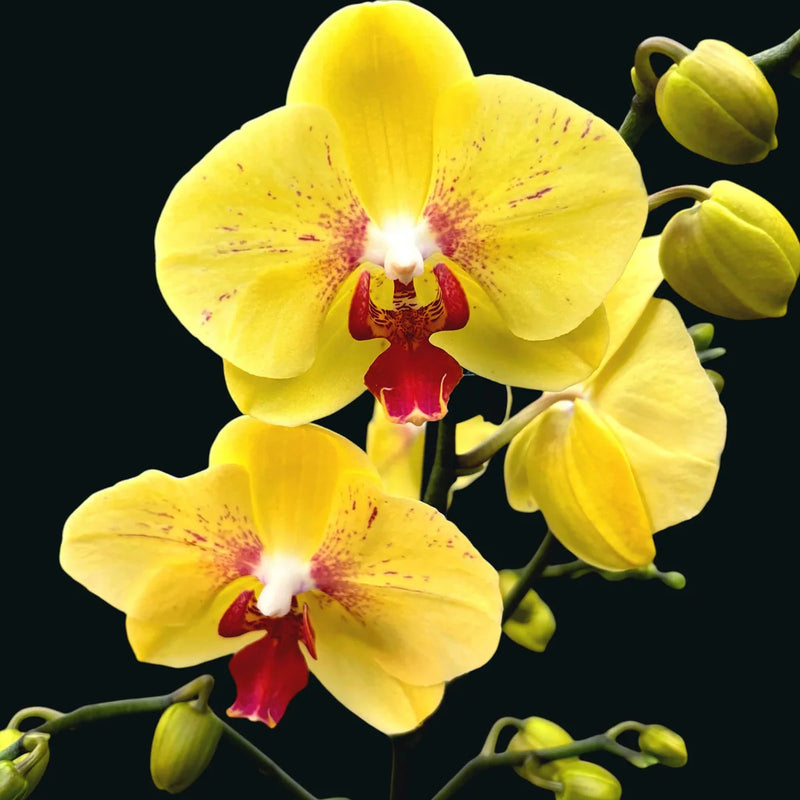 Gelb Schmetterling Orchidee Blumensamen zur Aussaat – hochwertige Qualitäts- – Traditionssorte & ohne Gentechnik Samen Hausgarten