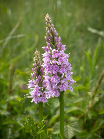 Dactylorhiza blume samen for anpflanzung - low maintenance, heirloom & gmo free samen for home garten
 
 sale samen for anpflanzung in home garten