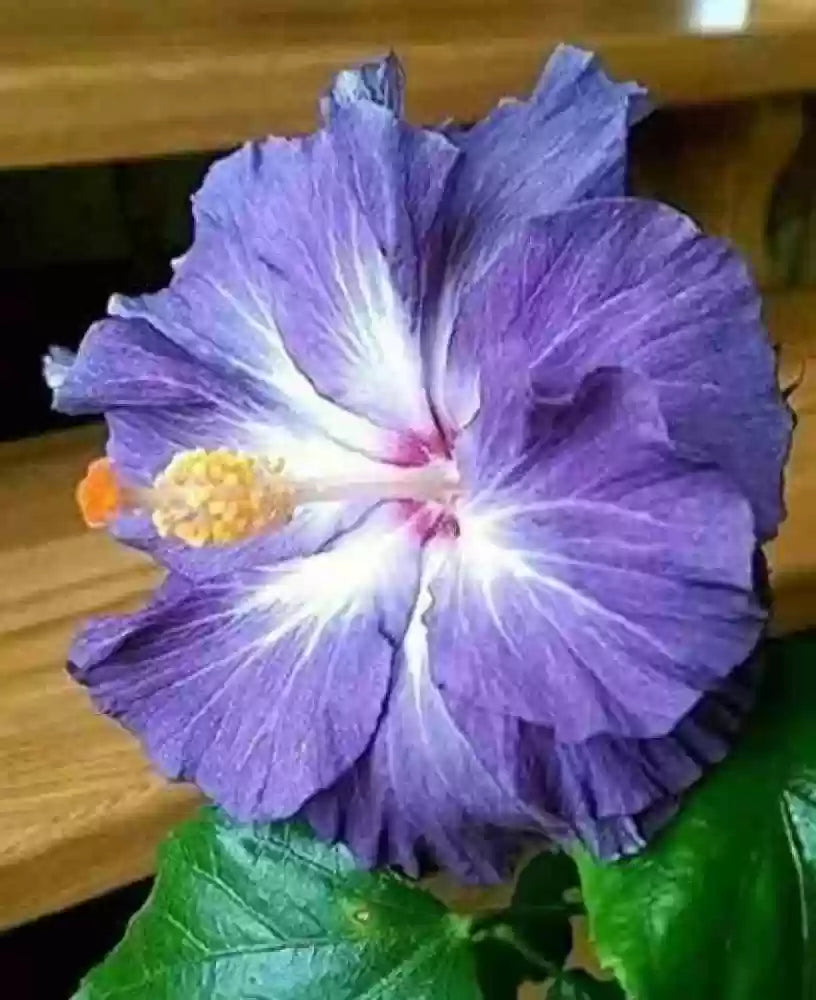 Blau weiß hibiscus blume samen for anpflanzung sun loving heirloom & gmo free samen for home garten 
 
 sale samen for home garten anpflanzung