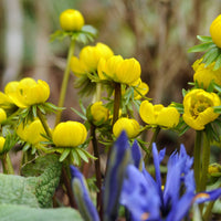 Gelb aconite blume samen for anpflanzung garten favorite heirloom & gmo free samen for home garten 
 
 sale samen for home garten anpflanzung