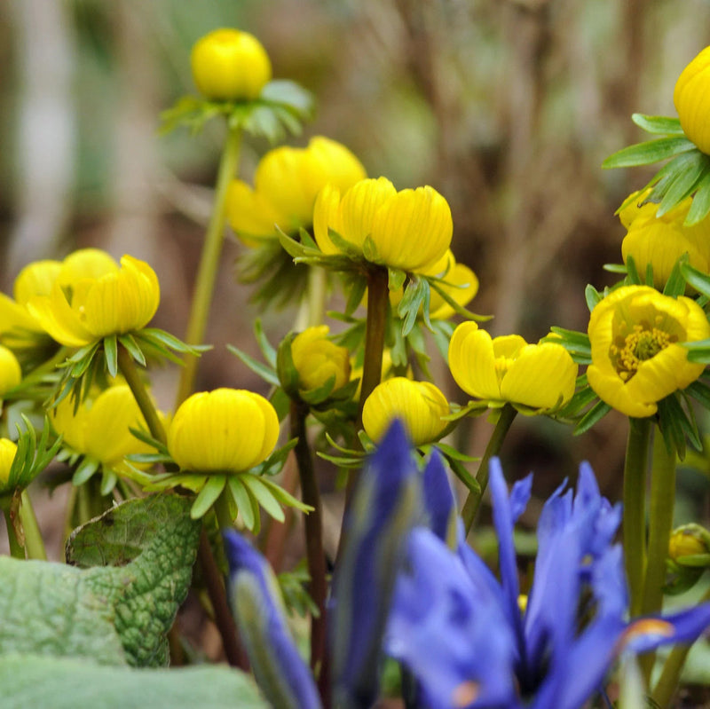Gelb aconite blume samen for anpflanzung garten favorite heirloom & gmo free samen for home garten 
 
 sale samen for home garten anpflanzung