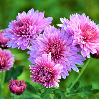 Fresh chrysanthemum blume samen for anpflanzung - garten favorite, heirloom & gmo free samen for home garten
 
 sale samen for anpflanzung in home garten