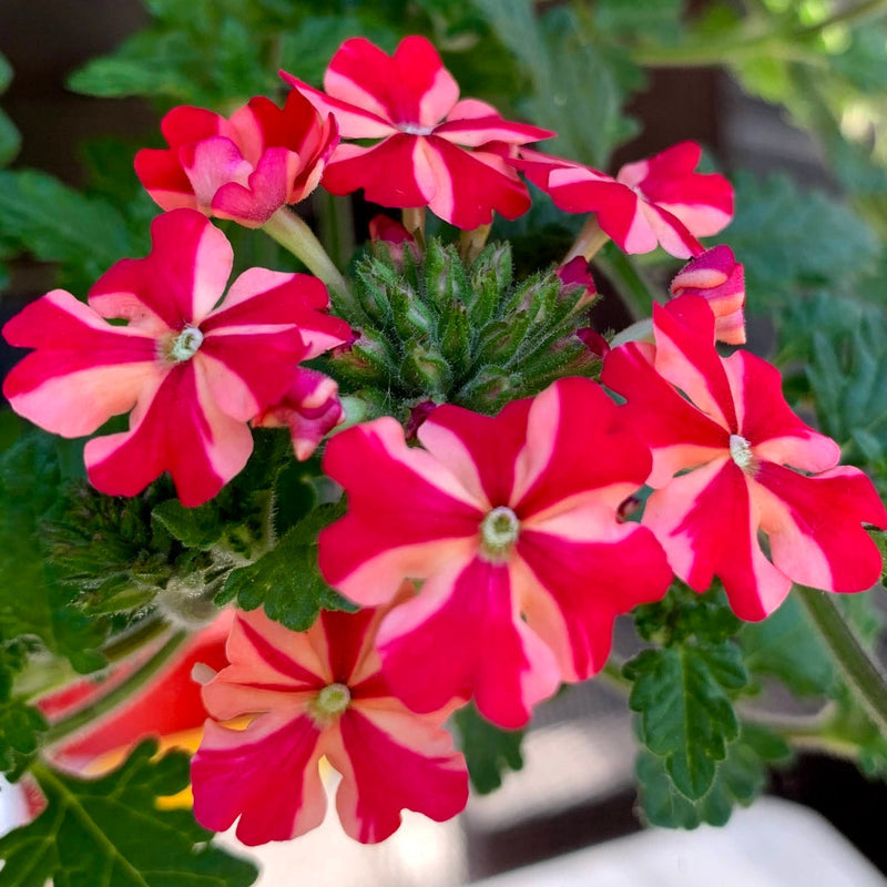 Stripe verbena blume samen for anpflanzung - wildflower mix, heirloom & gmo free samen for home garten
 
 sale samen for anpflanzung in home garten