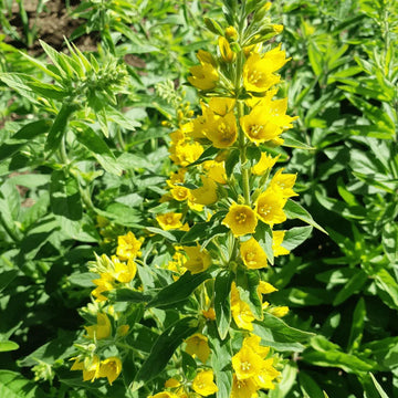 Gelb lysimachia punctata blume samen for anpflanzung shade tolerant heirloom & gmo free samen for home garten
 
 sale samen for home garten anpflanzung