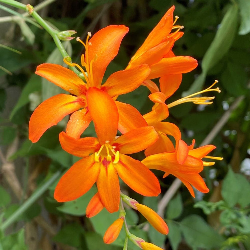 Orange crocosmia blume samen for anpflanzung cut blume favorite heirloom & gmo free samen for home garten 
 
 sale samen for home garten anpflanzung
