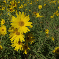 Gelb maximiliani blume samen for anpflanzung - long bloom season, heirloom & gmo free samen for home garten
 
 sale samen for anpflanzung in home garten