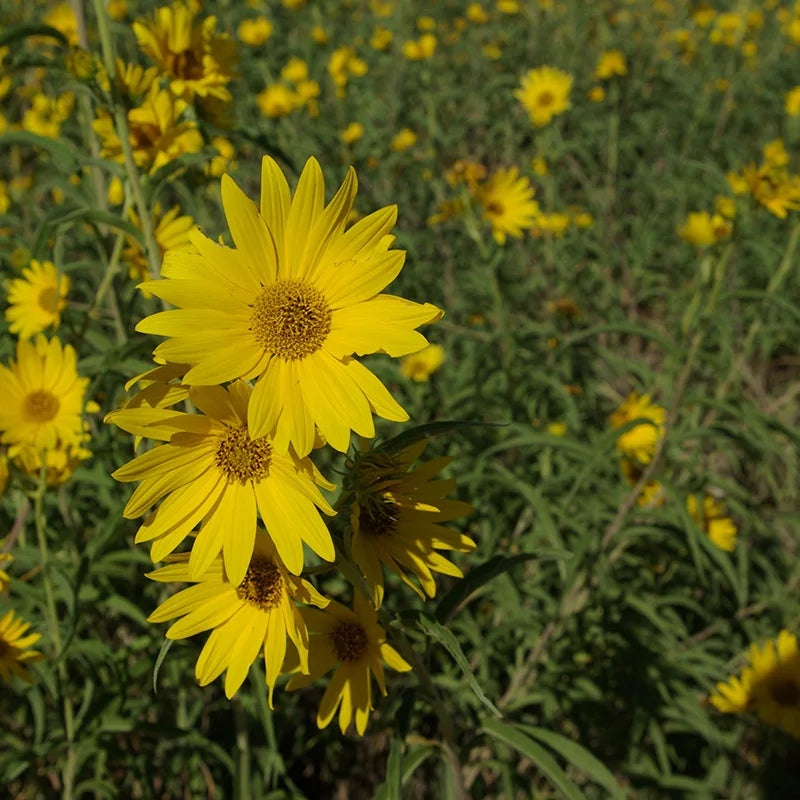 Gelb maximiliani blume samen for anpflanzung - long bloom season, heirloom & gmo free samen for home garten
 
 sale samen for anpflanzung in home garten