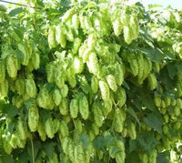 Humulus lupulus blume samen for anpflanzung - seasonal bloomer, heirloom & gmo free samen for home garten
 
 sale samen for anpflanzung in home garten