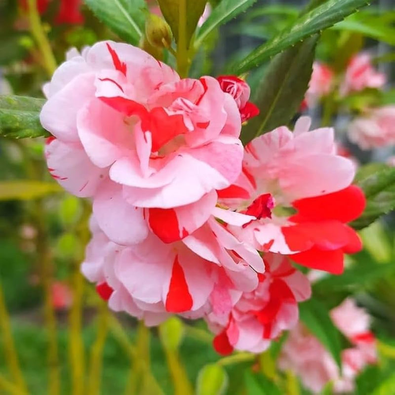 Balsam blume samen for anpflanzung - bright blooms, heirloom & gmo free samen for home garten
 
 sale for anpflanzung in home garten
