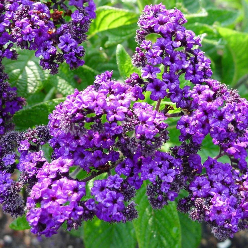 Heliotrope marine blume samen for anpflanzung perfect for borders heirloom & gmo free samen for home garten 
 
 sale for anpflanzung in home garten