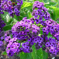 Heliotrope marine blume samen for anpflanzung perfect for borders heirloom & gmo free samen for home garten 
 
 sale for anpflanzung in home garten