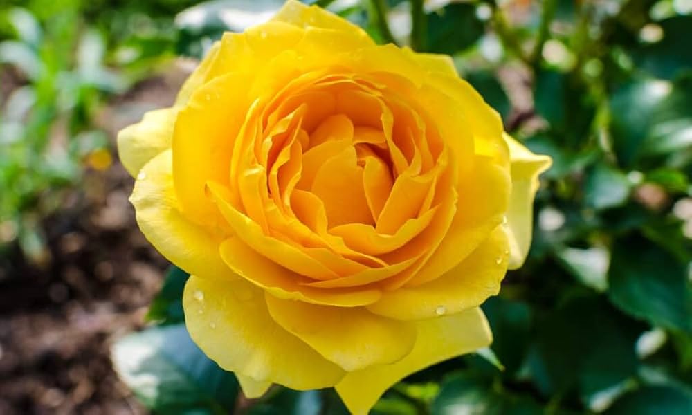Deep gelb rose blume samen for anpflanzung - cut blume favorite, heirloom & gmo free samen for home garten
 
 sale samen for anpflanzung in home garten