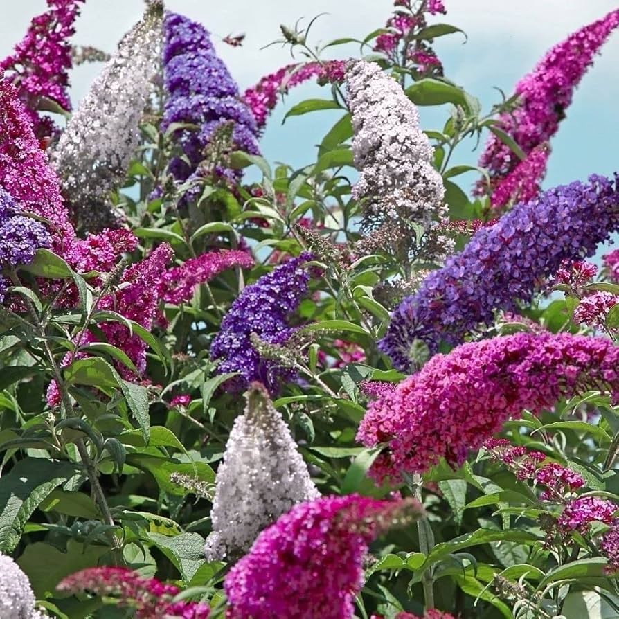 Buddleia trikolore blume samen for anpflanzung premium quality heirloom & gmo free samen for home garten 
 
 sale samen for home garten anpflanzung