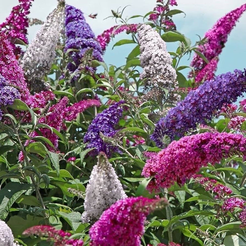 Buddleia trikolore blume samen for anpflanzung premium quality heirloom & gmo free samen for home garten 
 
 sale samen for home garten anpflanzung