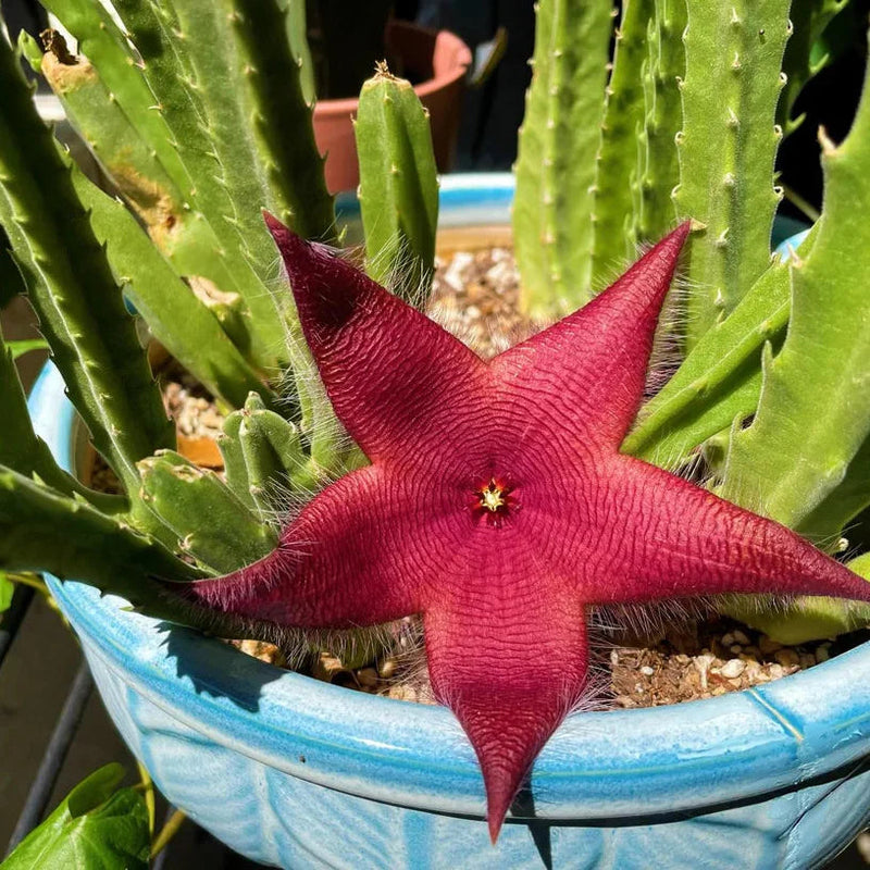 Rot stapelia blume samen for anpflanzung - compact growth, heirloom & gmo free samen for home garten
 
 sale for anpflanzung in home garten