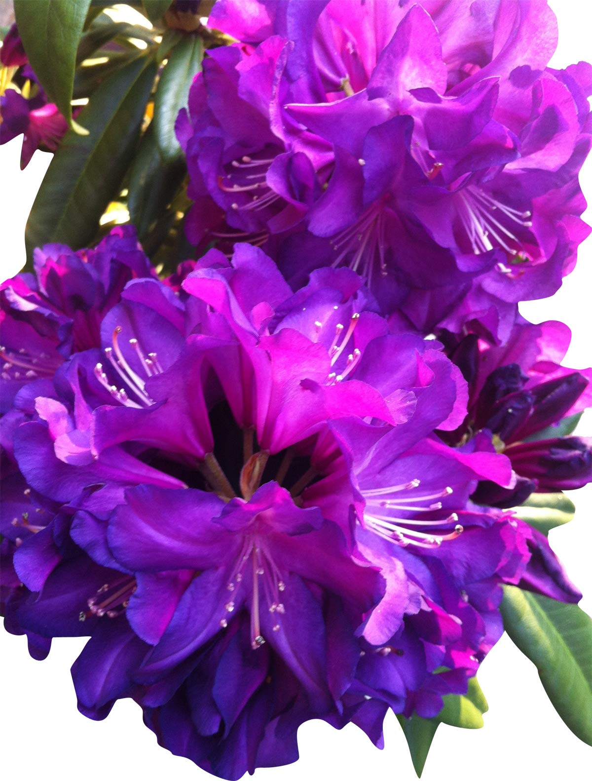 Lila rhododendron blume samen for anpflanzung - pollinator friendly, heirloom & gmo free samen for home garten
 
 sale samen for anpflanzung in home garten