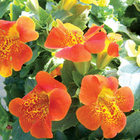 Mimulus blume samen for anpflanzung sun loving heirloom & gmo free samen for home garten 
 
 sale for anpflanzung in home garten