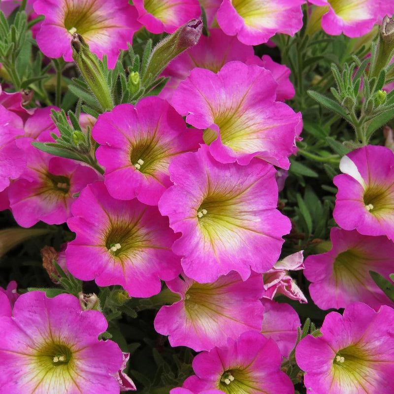 Gelb & rosa petunia blume samen for anpflanzung easy to grow heirloom & gmo free samen for home garten
 
 sale samen for home garten anpflanzung