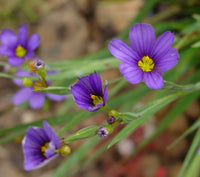 Sisyrinchium blume samen for anpflanzung low maintenance heirloom & gmo free samen for home garten 
 
 sale samen for home garten anpflanzung