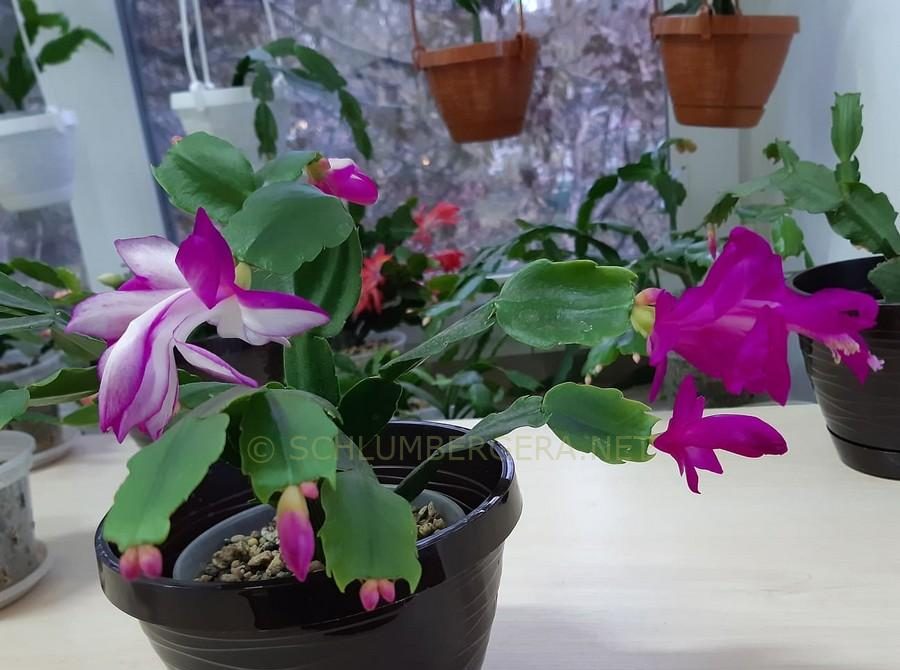 Lila weiß schlumbergera blume samen for anpflanzung - vibrant colors, heirloom & gmo free samen for home garten
 
 sale samen for anpflanzung in home garten