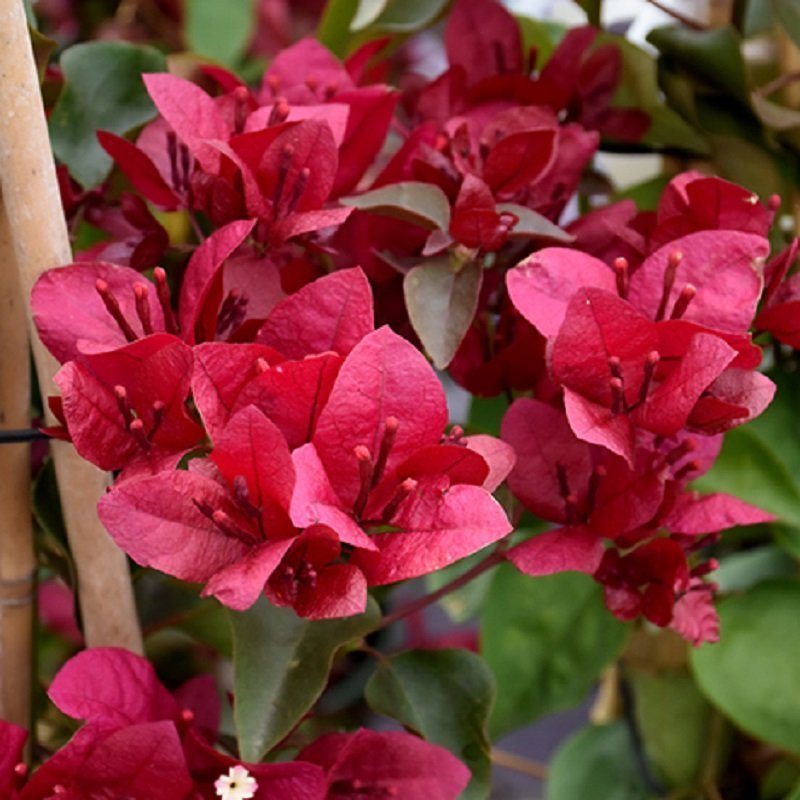 Maroon bougainvillea blume samen for anpflanzung perfect for borders heirloom & gmo free samen for home garten 
 
 sale samen for home garten anpflanzung