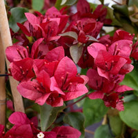 Maroon bougainvillea blume samen for anpflanzung perfect for borders heirloom & gmo free samen for home garten 
 
 sale samen for home garten anpflanzung