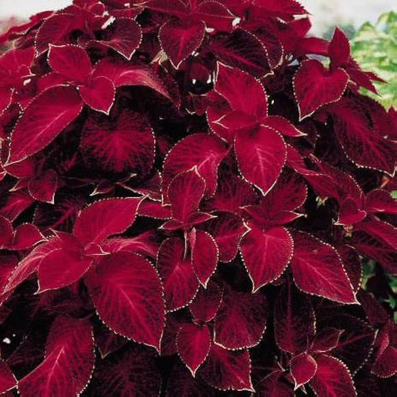 Deep rot coleus blume samen for anpflanzung bright blooms heirloom & gmo free samen for home garten
 
 sale samen for home garten anpflanzung