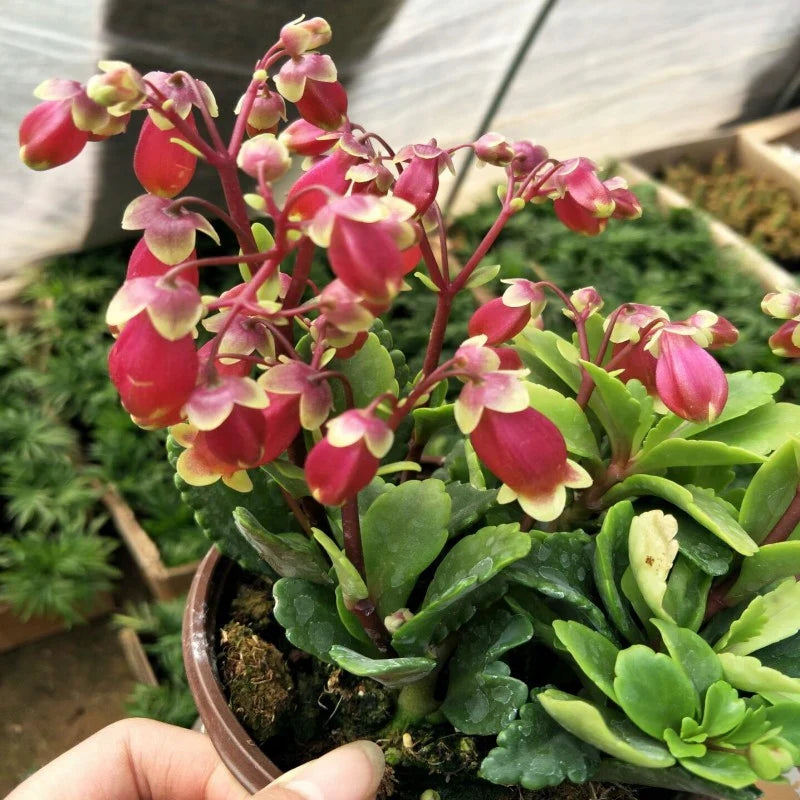 Kalanchoe wendy blume samen for anpflanzung cottage garten essential heirloom & gmo free samen for home garten 
 
 sale for anpflanzung in home garten