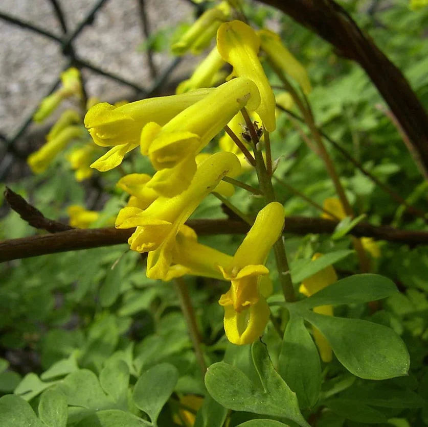 Gelb corydalis blume samen for anpflanzung garten favorite heirloom & gmo free samen for home garten 
 
 sale samen for home garten anpflanzung