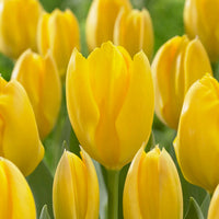Gelb tulip blume samen for anpflanzung cottage garten essential heirloom & gmo free samen for home garten 
 
 sale samen for home garten anpflanzung