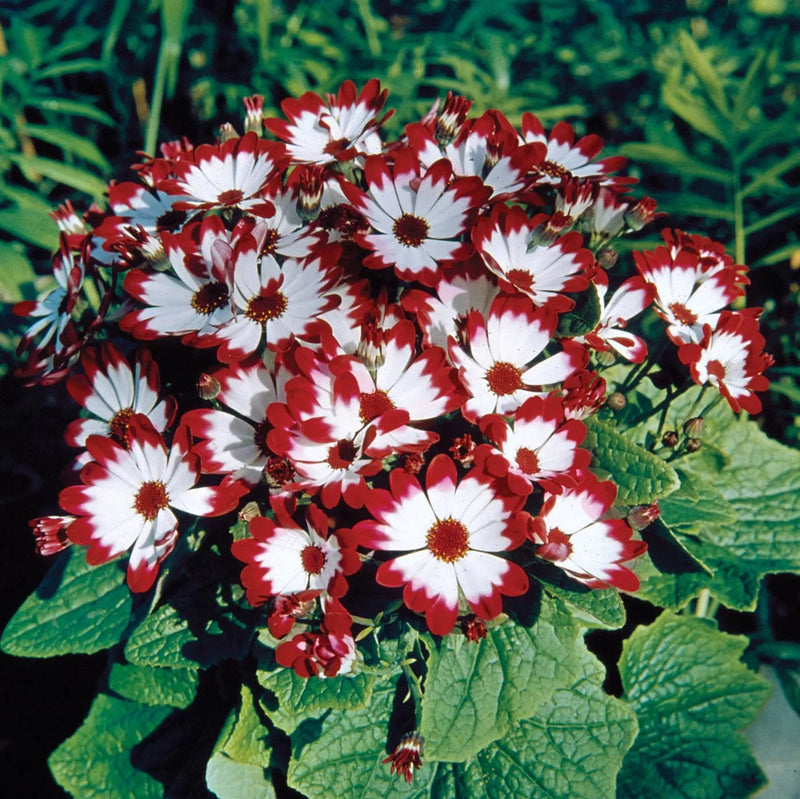 Cineraria blume samen for anpflanzung - cut blume favorite, heirloom & gmo free samen for home garten
 
 sale for anpflanzung in home garten