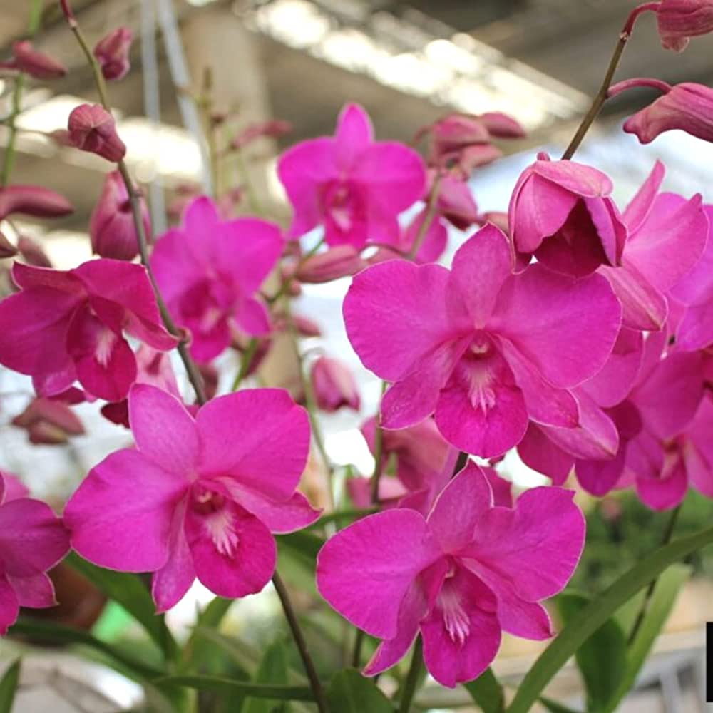 Rosa dendrobium blume samen for anpflanzung premium quality heirloom & gmo free samen for home garten 
 
 sale samen for home garten anpflanzung