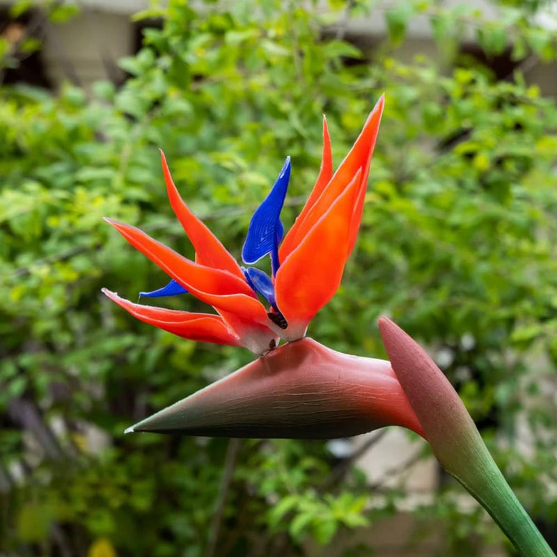 Strelitzia blume samen for anpflanzung drought tolerant heirloom & gmo free samen for home garten
sale samen for home garten anpflanzung