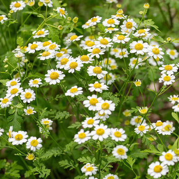 Feverfew blume samen for anpflanzung vibrant colors heirloom & gmo free samen for home garten 
 
 sale samen for home garten anpflanzung