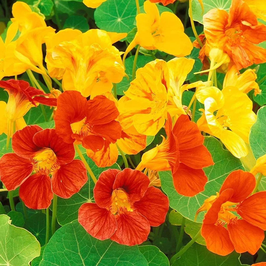 Nasturtium blume samen for anpflanzung premium quality heirloom & gmo free samen for home garten 
 
 sale samen for home garten anpflanzung