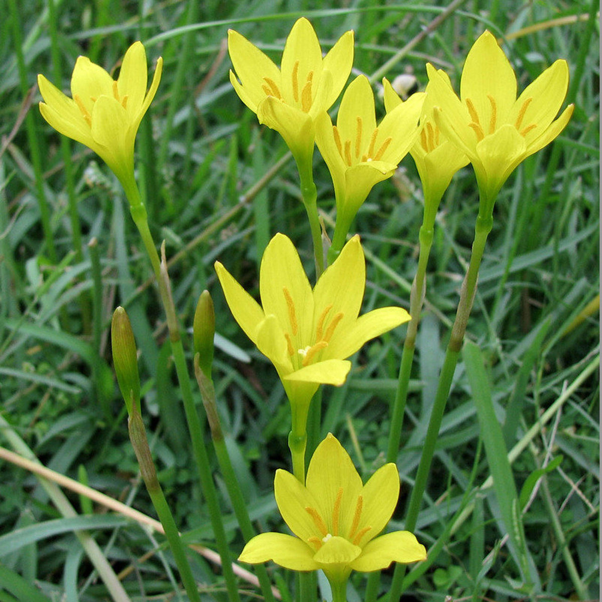 Gelb zephyranthes blume samen for anpflanzung shade tolerant heirloom & gmo free samen for home garten
 
 sale samen for home garten anpflanzung