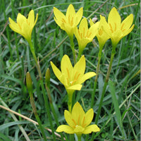 Gelb zephyranthes blume samen for anpflanzung shade tolerant heirloom & gmo free samen for home garten
 
 sale samen for home garten anpflanzung