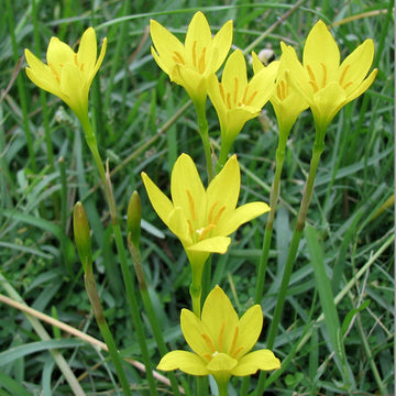Gelb zephyranthes blume samen for anpflanzung shade tolerant heirloom & gmo free samen for home garten
 
 sale samen for home garten anpflanzung