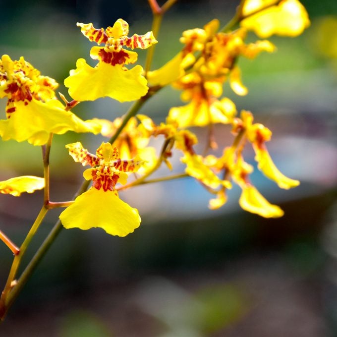 Butterfly orchids gelb braun blume samen for anpflanzung - cottage garten essential, heirloom & gmo free samen for home garten
 
 sale samen for anpflanzung in home garten