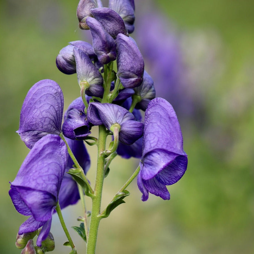 Blau aconitum napellus blume samen for anpflanzung hardy variety heirloom & gmo free samen for home garten
 
 sale samen for home garten anpflanzung