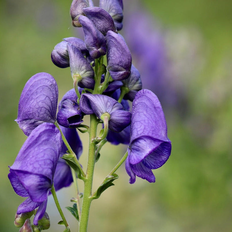 Blau aconitum napellus blume samen for anpflanzung hardy variety heirloom & gmo free samen for home garten
 
 sale samen for home garten anpflanzung