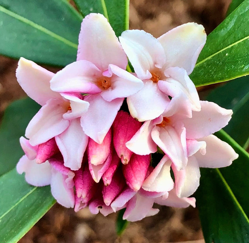 Daphne blume samen for anpflanzung - seasonal bloomer, heirloom & gmo free samen for home garten
 
 sale for anpflanzung in home garten