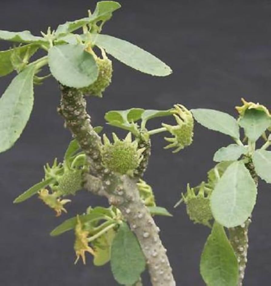 Dorstenia lavrano blume samen for anpflanzung low maintenance heirloom & gmo free samen for home garten 
 
 sale samen for home garten anpflanzung