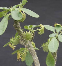 Dorstenia lavrano blume samen for anpflanzung low maintenance heirloom & gmo free samen for home garten 
 
 sale samen for home garten anpflanzung
