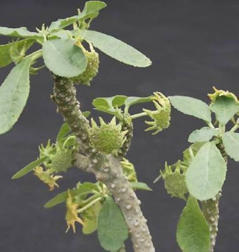 Dorstenia lavrano blume samen for anpflanzung low maintenance heirloom & gmo free samen for home garten 
 
 sale samen for home garten anpflanzung