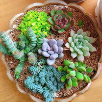 Mixed echeveria blume samen for anpflanzung fragrant blossoms heirloom & gmo free samen for home garten 
 
 sale samen for home garten anpflanzung
