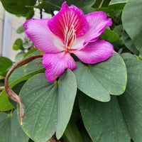 Bauhinia blume samen for anpflanzung cut blume favorite heirloom & gmo free samen for home garten 
 
 sale for anpflanzung in home garten
