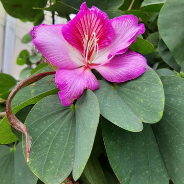 Bauhinia blume samen for anpflanzung cut blume favorite heirloom & gmo free samen for home garten 
 
 sale for anpflanzung in home garten