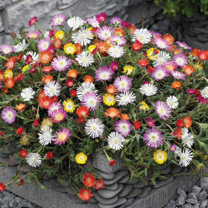 Mixed ice blume samen for anpflanzung vibrant colors heirloom & gmo free samen for home garten
 
 sale samen for home garten anpflanzung